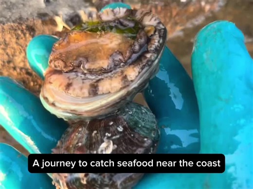 (Part 1) If you like seafood, come with me #Fyp #sealife #seacreatures #seafood #oceanlife #marinelife #nature #animals #octopus #stingray