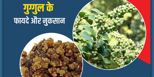 आयुर्वेद के अनुसार सेहत के लिए वरदान है गुग्गुल, जानें इसके 5 फायदे और ज्यादा सेवन के कुछ नुकसान
