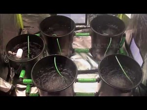 Système hydroponique Alien RDWC - Fonctionnement