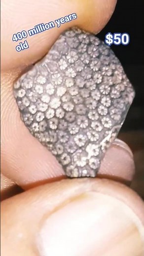 “400 Million Year Old Fossil Coral | Ancient Stone from Earth's History”
