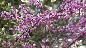 Arkansas specialists says spring allergies being brought on by tree pollen