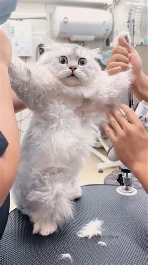 Funniest Shaved Cats in the World – Hilarious Cat Haircuts, Grooming Fails & Crazy Transformations