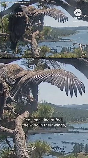 Viral California bald eagle chick takes flight for the first time