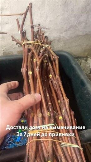 Preparing vine rootstock before grafting! #fruit#grapeseedlings#grapes
