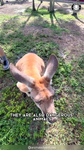 12K views · 302 reactions | Kangaroo 輦 The Jumping Muscle Machine! This powerful animal can leap several meters in a single bound. Its strong tail works like a fifth leg for balance and movement. You won’t believe how fast this hopper can go! #wildlife #nature #animalfacts #animalvideos | 1 Minute Animals | Facebook