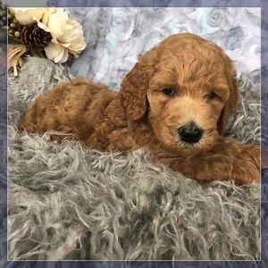 Red Goldendoodles from CrockettDoodles.com | Newfypoos