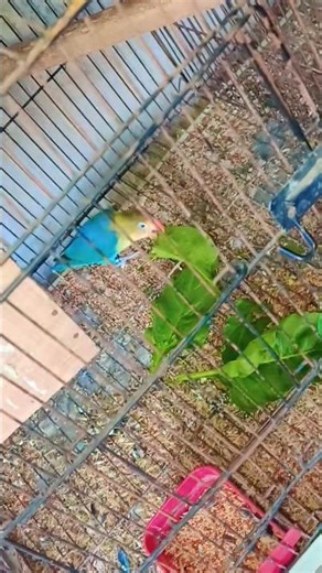 LOVE BIRDS BREEDING SEASON TIPS#ytshorts #baby #birds #lovebirds #lovebirdsfarming