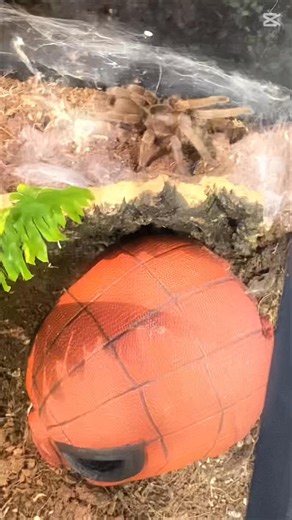 🕷️ Selenotholus “Stirling” Spider – Basic Care Guide 🕷️ Now available at Macarthur Pets & The Reptile Shop – Gregory Hills, NSW These furry, fascinating Australian spiders are a great choice for experienced invertebrate keepers who enjoy observing natural behaviours like burrowing and webbing. 📦 Enclosure • Terrestrial, burrow-dwelling species • Small to medium enclosure with deep substrate (10–15 cm) • Secure lid – they are strong and excellent at finding gaps 🌱 Substrate • Coco peat, peat/