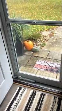 Runaway Bride 1999 DVD Unboxing (as of 10/21/2023)