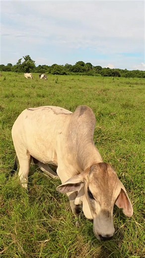 En el llano pasa de todo y lo mejor es tener un buen método de transporte @BAJAJ BARINAS #dei #llaneros #llanerias #trabajodellano