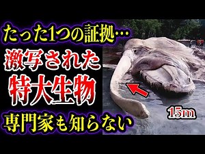 【ゆっくり解説】証拠はただ1つ…未だに正体不明の謎の超巨大生物をカメラが捉えた7選【UMA・未確認生物】