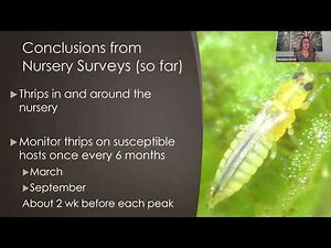 Chilli Thrips Research Update