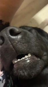 107K views · 10K reactions | Sleeping like a boss  | Persa the Labrador | Facebook