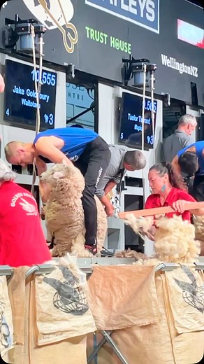 Senior shearing semi final heat 3 - woolhandling test up next. #seniorshearing #goldenshears2025 #masterton #wairarapa #shearing #newzealand | Golden Shears