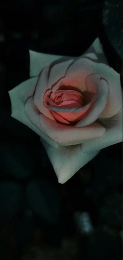 Beautiful Roses Slideshow | The Queen of Flowers in 4K