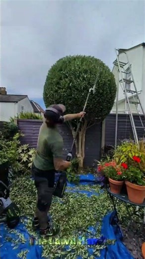 Pressure Washing | Landscaping | Hedging #shorts #satisfying #gardening