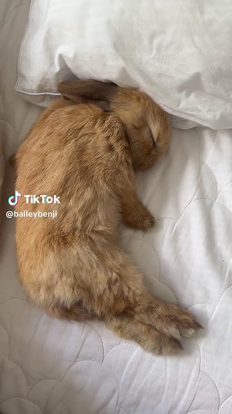 Relaxing Rabbit ASMR for Deep Sleep