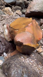 42K views · 253 reactions | Raw gold | gold dust....