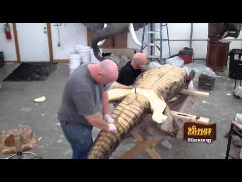 Taxidermy Time Lapse - Crocodile