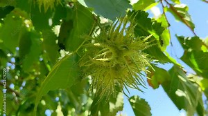 Unripe nuts of Colylus colurna. Infructescence of the tree hazel, Corylus colurna