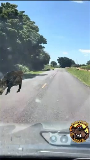 734 reactions · 94 shares | Todas as pragas precisam de controle. Os danos são irreversíveis e não existe apoio do governo para evitar esse tipo de destruição!! . . #brutosdojava | Brutos Do Java | Facebook