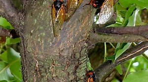 Cicada Brood XIV, first recorded by the Pilgrims, is emerging once again