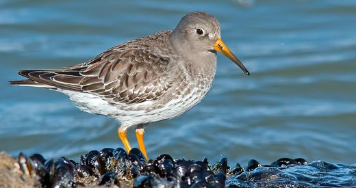 Purple Sandpiper Identification, All About Birds, Cornell Lab of Ornithology