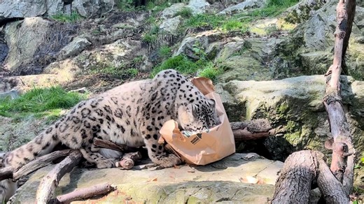 10K views · 430 reactions | The snow leopards wasted no time ripping into their meaty delivery  Our animal care team sometimes presents their regular diet in way that encourages the big cats to "hunt" for their food. Hiding a bone is enrichment that lets Kira and Himal exercise their natural behaviors and instincts. Video: Keeper Nora | Stone Zoo | Facebook