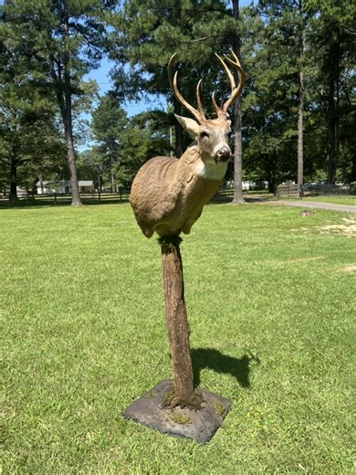 Western MD Whitetails | #howitsmade Wall Pedestals | Facebook