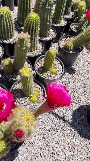 B&B Cactus Farm has a huge selection of cactus, succulents, and many other desert plants. They also have pottery and garden art, as well as books, tools, soil, and more. #xploretucson #tucson #arizona #visittucson #thingstodointucson #cactusgarden