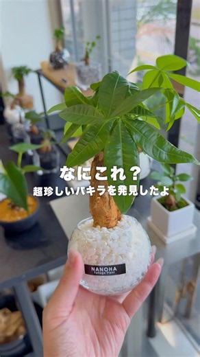 珍しい樹形のパキラ発見 #観葉植物 #パキラ