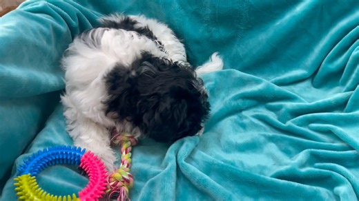 Havapoo puppy for sale