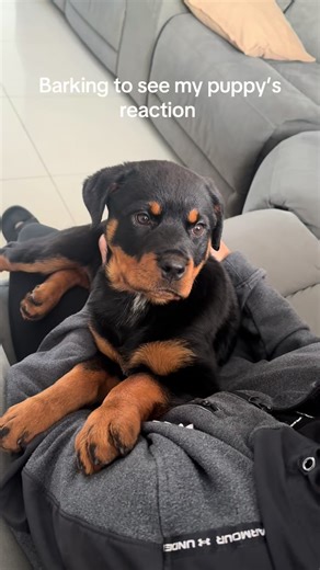 Hilarious Rottweiler Puppy Reactions