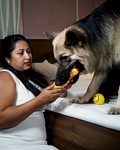 72K views · 1.1K reactions | Life With German Shepherds - German...