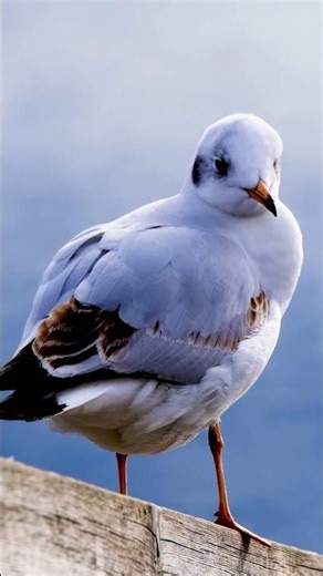 Nature Singing with Birds Sync 🐦🎶 | 30 Sec Visual Therapy #BeatSync #Satisfying #Relaxing