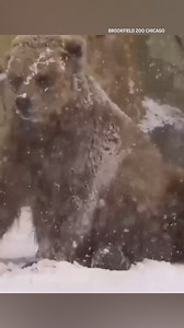 Tim the Bear enjoys the snow at Brookfield Zoo in Chicago