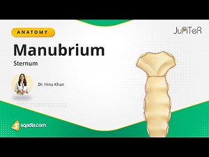 Sternum | Manubrium | Thoracic Cavity Skeleton | Bone Anatomy