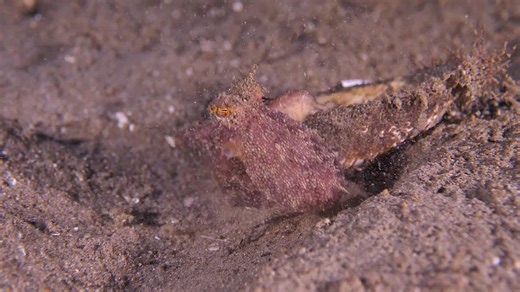 Coconut octopus positions itself in shell