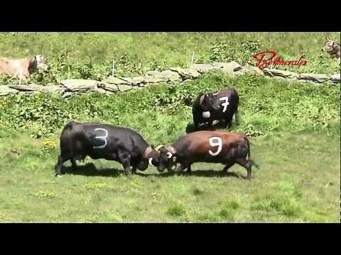 Ringkuhkampf - Kampf der Königinnen