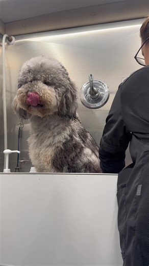Grooming Tips for Doodles and Poodles