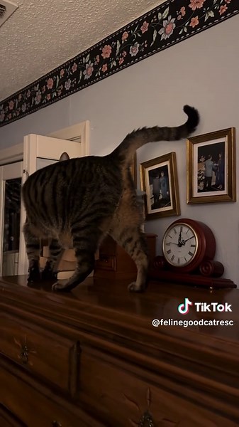 Roll the Bones, Meet Bones