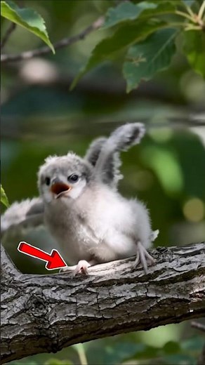 White Tern Birds (Mao Oku) #animalfacts #wildlife