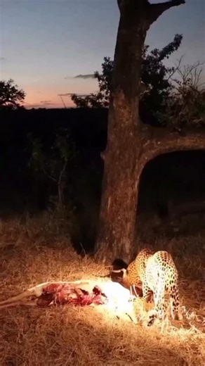 Tanzania Wildlife Safaris on Instagram: "Why do leopards drag their dinner into a tree? This isn't just a show of strength—it's a critical survival strategy.By caching their kill in the branches, leopards protect their hard-earned meal from competing predators like hyenas, lions, and wild dogs. It’s a feline fridge, keeping their food safe and cool. Nature’s perfect adaption in action. #GreatMigration #WildebeestCrossing #RiverCrossing #WildlifeDrama #NaturelsWild #SurvivalOfTheFittest #Wildlife