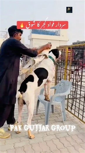 #bullykutta #pakistanibullykutta #doglover #dog