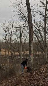 Cutting a shag bark hickory. Start to finish with a 661 and a 28" bar #chainsaw #tree #felling