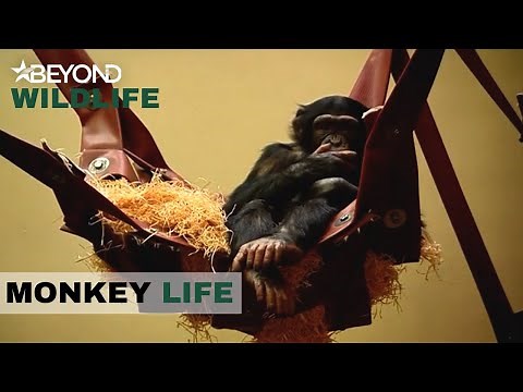 S2E01 | Meeting The Naughtiest Chimp | Monkey Life | Beyond Wildlife