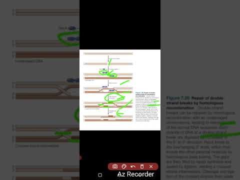 ds break homologous recombination repair mechanism