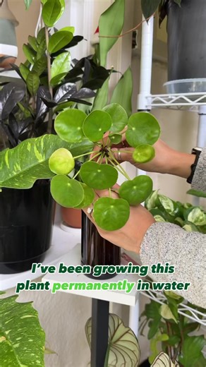 119K views · 357 reactions | GROWING PLANTS IN WATER | Share +...