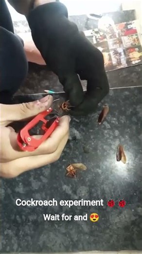 Cockroach experiment 🐞🐞 #biology