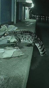 21K views · 49 reactions | Animal Caught on Camera!  Real #WildlifeVideo #RealCCTV | Wild Life US | Facebook